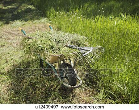 Stock Photo - Wheelbarrow full of hay and rake. Fotosearch