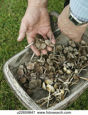 Stock Photo - Wild mushrooms in basket on grass. Fotosearch
