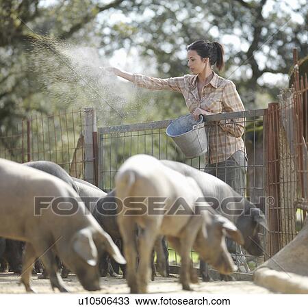 Woman on farm feeding pigs View Large Photo Image Stock Image - Woman on farm feeding pigs. Fotosearch
