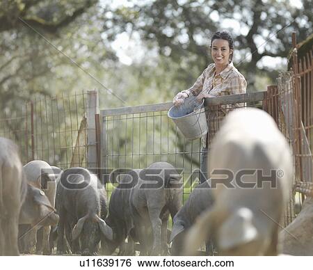 Stock Photograph - Woman on farm feeding pigs. Fotosearch
