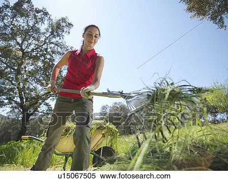 Woman raking hay View Large Photo Image Stock Photography - Woman raking hay. Fotosearch