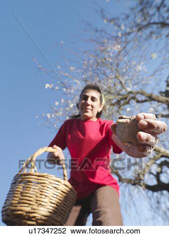Stock Image - Woman sowing potatoes. Fotosearch