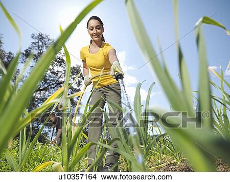 Woman watering garlic field with hose View Large Photo Image Picture - Woman watering garlic field with hose. Fotosearch