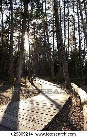 Wooden path in a Bavarian forest View Large Photo Image Picture - Wooden path in a Bavarian forest. Fotosearch