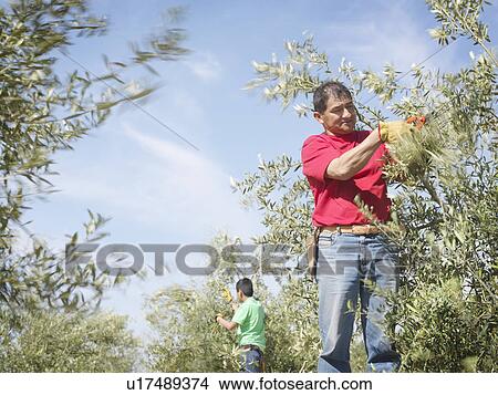 Workers pruning olive trees branches View Large Photo Image Picture - Workers pruning olive trees branches. Fotosearch