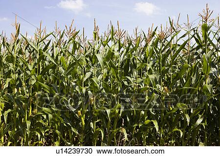 Stock Image - A cornfield. Fotosearch