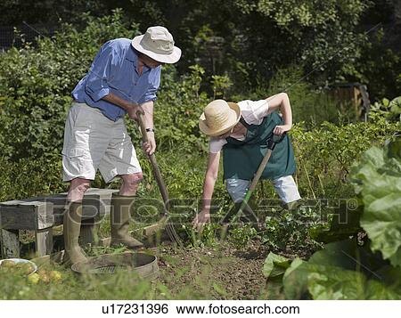 A couple digging their vegetable garden View Large Photo Image Stock Photograph - A couple digging their vegetable garden. Fotosearch