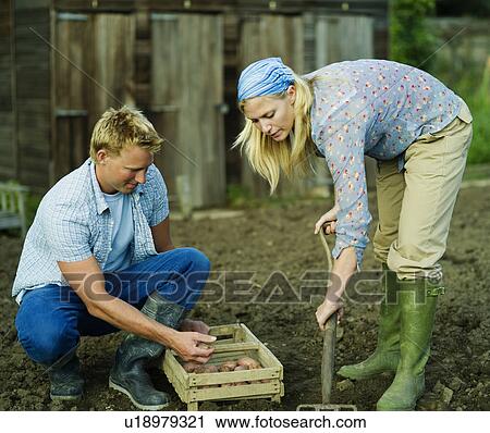 A couple working in a vegetable garden View Large Photo Image Stock Image - A couple working in a vegetable garden. Fotosearch