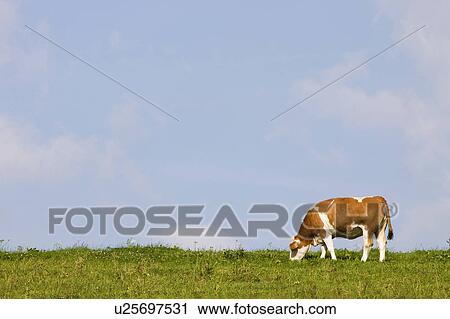 Stock Image - A cow on a field. Fotosearch