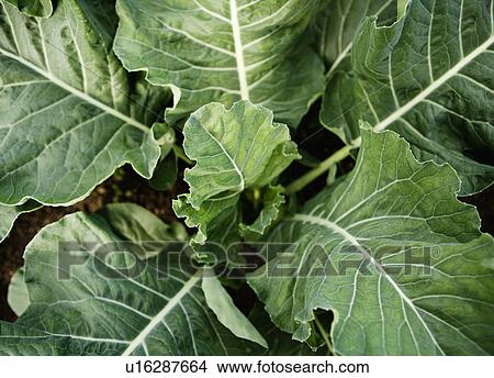 Picture - A cropped cabbage growing in the soil. Fotosearch