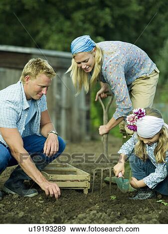 A family working in a vegetable garden View Large Photo Image Stock Photo - A family working in a vegetable garden. Fotosearch