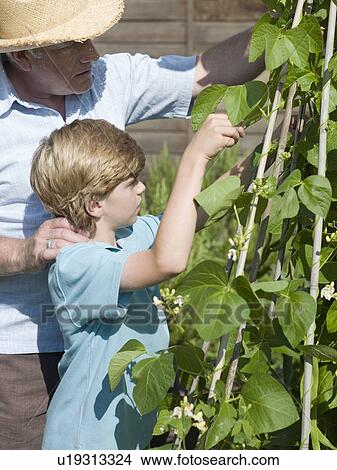 Picture - A father teaching his son how to garden. Fotosearch