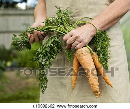 Stock Image - A female holding a bunch of carrots. Fotosearch
