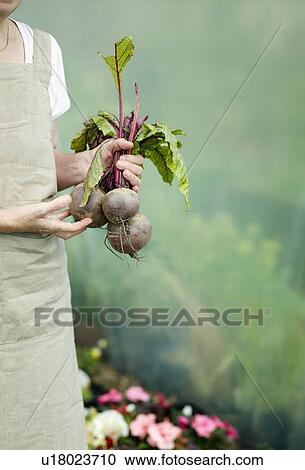 Stock Image - A female holding some Beetroots. Fotosearch