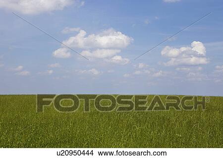 Picture - A field and sky. Fotosearch