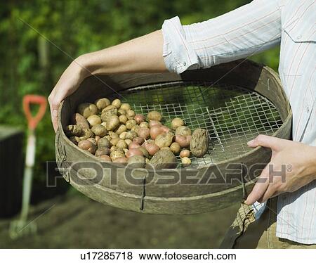 Stock Photo - A garden sieve filled with potatoes. Fotosearch