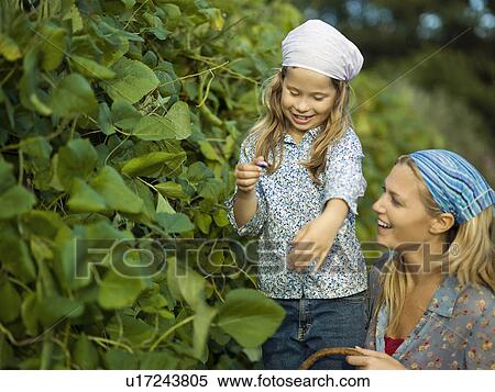 A girl and woman collecting runner beans View Large Photo Image Stock Photography - A girl and woman collecting runner beans. Fotosearch
