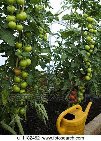 A green house containing tomato plants View Large Photo Image Stock Image - A green house containing tomato plants. Fotosearch