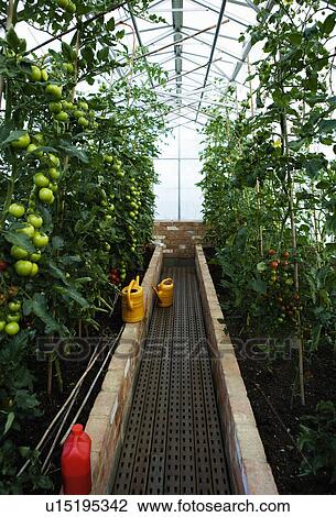 Stock Image - A green house full of tomato plants. Fotosearch