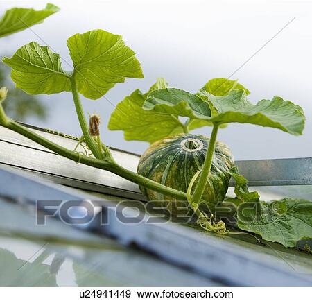 A green pumpkin View Large Photo Image Stock Photo - A green pumpkin. Fotosearch