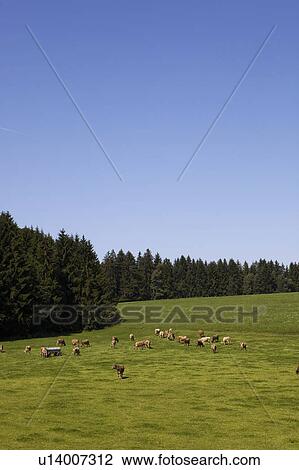 A herd of cows View Large Photo Image Stock Image - A herd of cows. Fotosearch