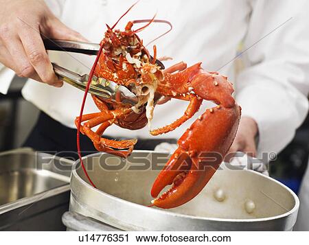 Stock Image - A Lobster being lifted out of the pot. Fotosearch