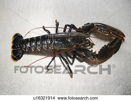 Picture - A lobster on a stainless steel surface. Fotosearch
