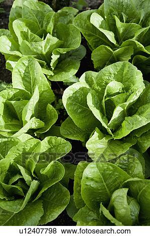 A patch of lettuce View Large Photo Image Stock Photo - A patch of lettuce. Fotosearch