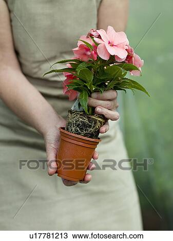 A pink flowering pot plant View Large Photo Image Stock Image - A pink flowering pot plant. Fotosearch