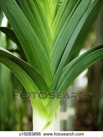 A portrait of a leek View Large Photo Image Stock Photograph - A portrait of a leek. Fotosearch