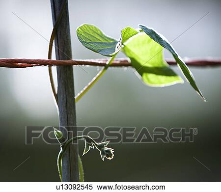 Stock Photography - A runner bean leaf on a stem. Fotosearch