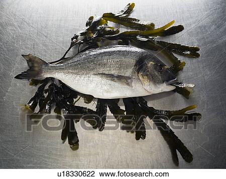 A Seabass sitting on a bed of seaweed View Large Photo Image Stock Image - A Seabass sitting on a bed of seaweed. Fotosearch