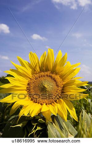 Stock Photography - A sunflower. Fotosearch