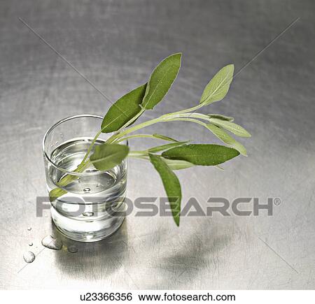 A water glass with a sprig of sage in it View Large Photo Image Stock Photograph - A water glass with a sprig of sage in it. Fotosearch