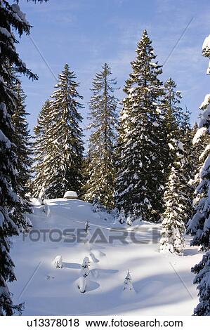 Stock Photo - A winter scene. Fotosearch