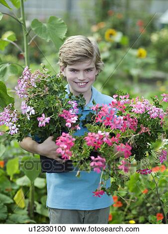 A young boy holding flowering pot plants View Large Photo Image Stock Image - A young boy holding flowering pot plants. Fotosearch