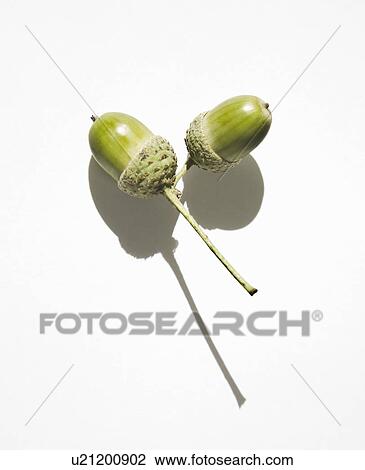 Stock Image - Acorns on twig. Fotosearch
