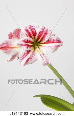 Amaryllis flower View Large Photo Image Stock Image - Amaryllis flower. Fotosearch