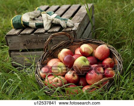 Basket full of apples View Large Photo Image Stock Image - Basket full of apples. Fotosearch