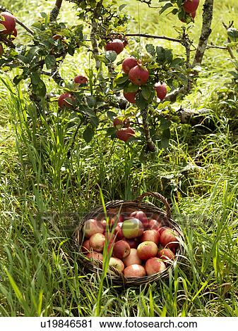 Basket full of apples View Large Photo Image Stock Image - Basket full of apples. Fotosearch