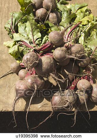 Beetroots on a table View Large Photo Image Stock Photo - Beetroots on a table. Fotosearch