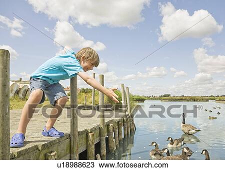 Boy feeding ducks View Large Photo Image Stock Image - Boy feeding ducks. Fotosearch