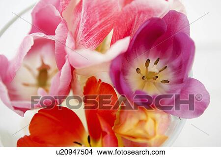 Bunch of tulips View Large Photo Image Picture - Bunch of tulips. Fotosearch