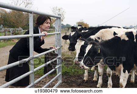 business woman with cows View Large Photo Image Stock Photo - business woman with cows. Fotosearch
