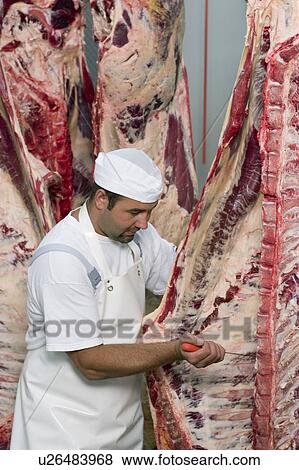 Stock Photo - Butcher working on half a cow.. Fotosearch