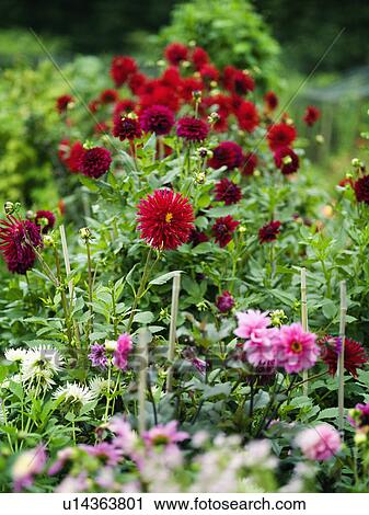Dahlias growing in an allotment View Large Photo Image Stock Image - Dahlias growing in an allotment. Fotosearch