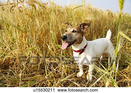 Stock Image - Dog in a wheat field. Fotosearch
