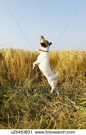 Dog jumping in a wheat field View Large Photo Image Stock Image - Dog jumping in a wheat field. Fotosearch