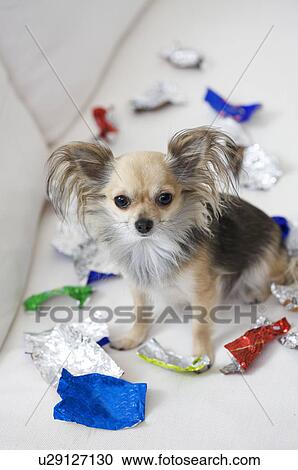 Stock Image - dog with sweet left-overs. Fotosearch