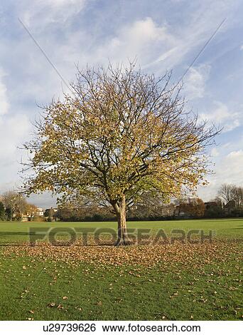 Stock Photograph - Fallen leaves around a tree. Fotosearch